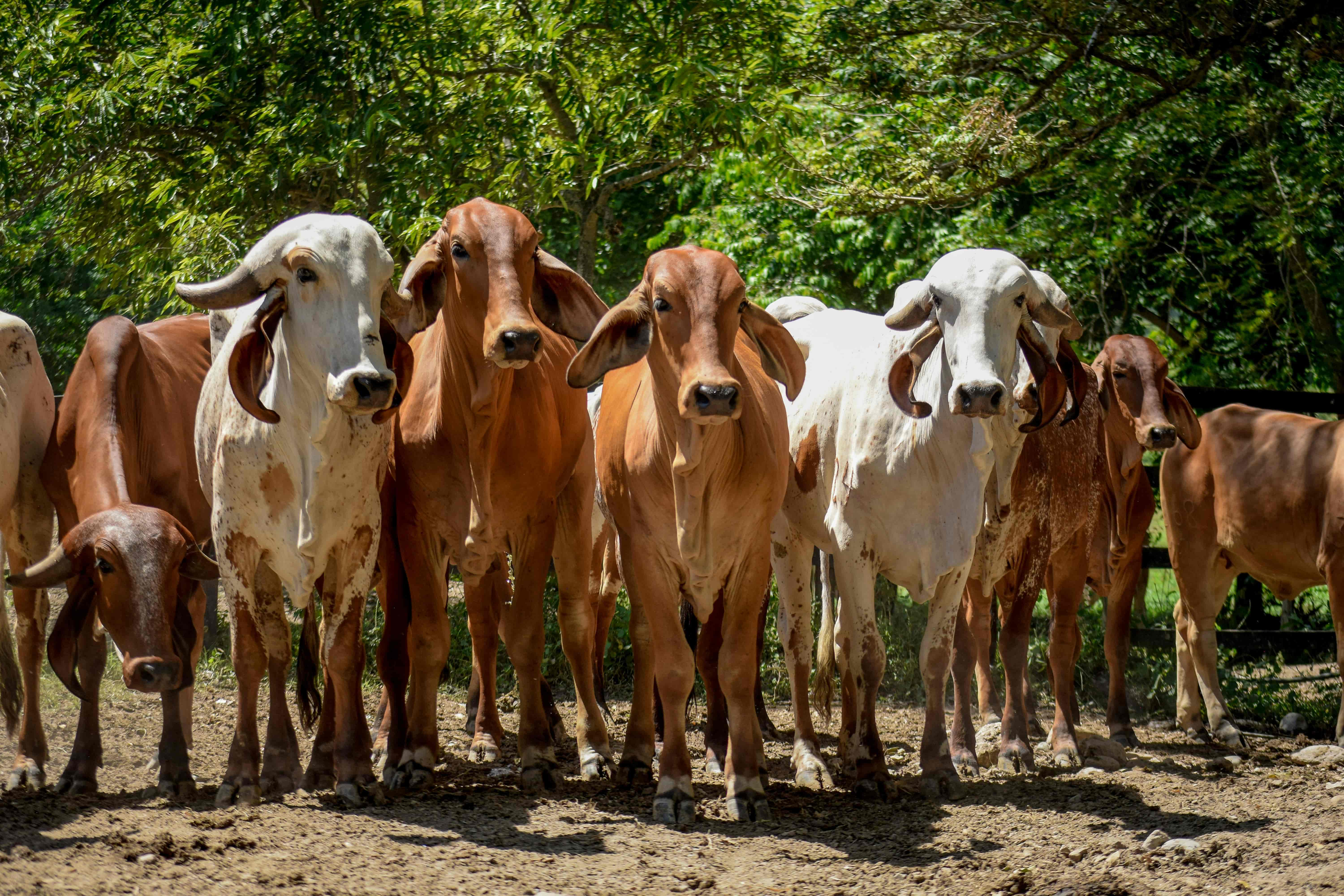Faena de bovinos disminuye interanualmente en 20,0%